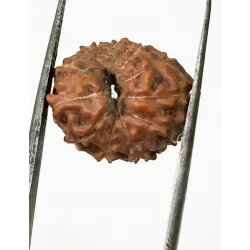 11 Mukhi Indonesia Certified Rudraksha size - 15 mm