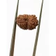 13 Mukhi Certified Indonesian Rudraksha Size- 14.50 mm 13 Mukhi Certified Indonesian Rudraksha Size- 14.50 mm