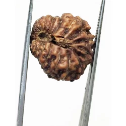 14 Mukhi Indonesian Rudraksha 
