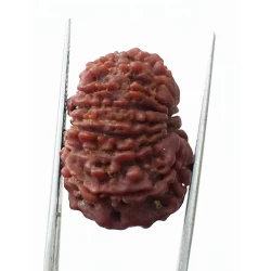 14 Mukhi Nepali Rudraksha 