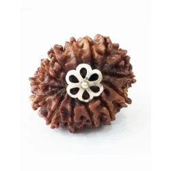 14 Mukhi Nepali Rudraksha 