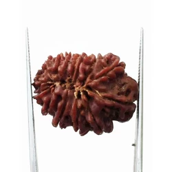 14 Mukhi Nepali Rudraksha 