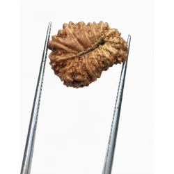 14 Mukhi Indonesian Rudraksha 