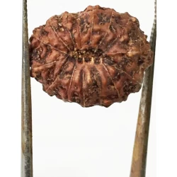 15 Mukhi Indonesian Rudraksha Size- 17.50 mm