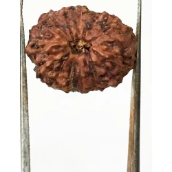 15 Mukhi Indonesian Rudraksha Size- 17.50 mm
