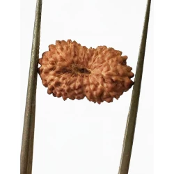15 Mukhi Indonesian Rudraksha Size- 15 mm