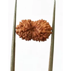 15 Mukhi Indonesian Rudraksha Size- 15 mm