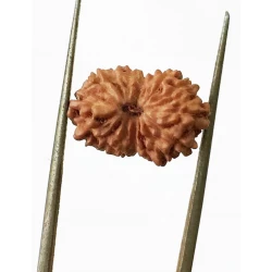 15 Mukhi Indonesian Rudraksha Size- 15.10 mm