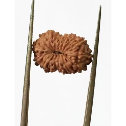 15 Mukhi Indonesian Rudraksha Size- 15.10 mm