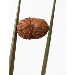 15 Mukhi Indonesian Rudraksha Size- 13 mm