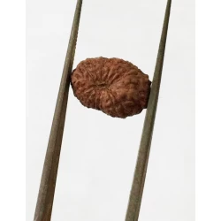 15 Mukhi Indonesian Rudraksha Size- 13 mm