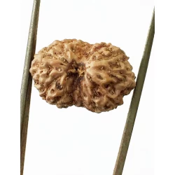 15 Mukhi Indonesian Rudraksha Size- 17.50 mm