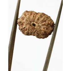 15 Mukhi Indonesian Rudraksha Size- 17.50 mm
