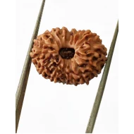 15 Mukhi Indonesian Rudraksha Premium Quality Size- 18 mm