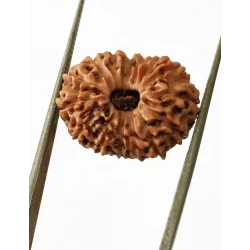 15 Mukhi Indonesian Rudraksha Premium Quality Size- 18 mm