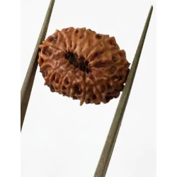 15 Mukhi Indonesian Rudraksha Premium Quality Size- 18 mm