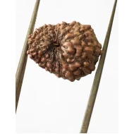 15 Mukhi Indonesian Rudraksha Premium Quality Size- 16.50 mm
