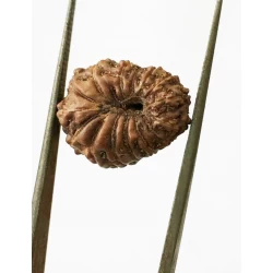 15 Mukhi Indonesian Rudraksha Premium Quality Size- 16.50 mm