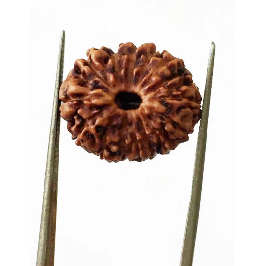 15 Mukhi Indonesian Rudraksha Premium Quality Size- 17 mm 15 Mukhi Indonesian Rudraksha Premium Quality Size- 17 mm