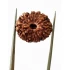 15 Mukhi Indonesian Rudraksha Premium Quality Size- 17 mm