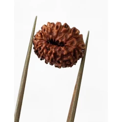 15 Mukhi Indonesian Rudraksha Premium Quality Size- 17 mm