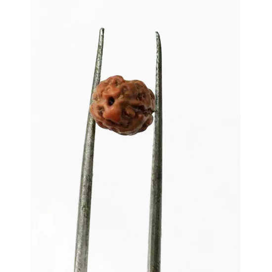 2 Mukhi Indonesian Rudraksha Certified Size-10 to 13mm 2 Mukhi Indonesian Rudraksha Certified Size-10 to 13mm