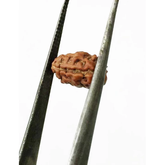 2 Mukhi Indonesian Rudraksha Certified Size-10 to 13mm 2 Mukhi Indonesian Rudraksha Certified Size-10 to 13mm