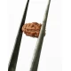 2 Mukhi Indonesian Rudraksha Certified Size-10 to 13mm 2 Mukhi Indonesian Rudraksha Certified Size-10 to 13mm