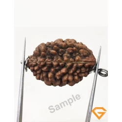 2 Mukhi Rudraksha Silver Pendant 