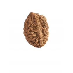 2 Mukhi Rudraksha