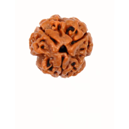3 Mukhi Nepali Rudraksha 3 Mukhi Nepali Rudraksha