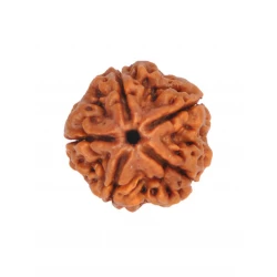 5 Mukhi Certified Nepali Rudraksha 