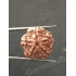 5 Mukhi Certified Nepali Rudraksha 
