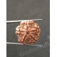 5 Mukhi Certified Nepali Rudraksha 5 Mukhi Certified Nepali Rudraksha