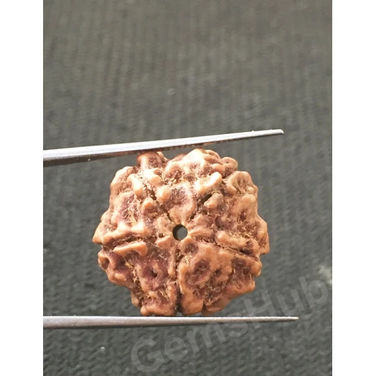 5 Mukhi Certified Nepali Rudraksha 5 Mukhi Certified Nepali Rudraksha