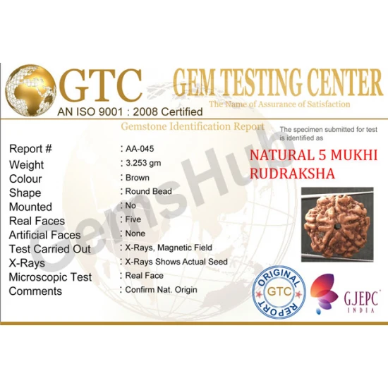 5 Mukhi Certified Nepali Rudraksha 5 Mukhi Certified Nepali Rudraksha