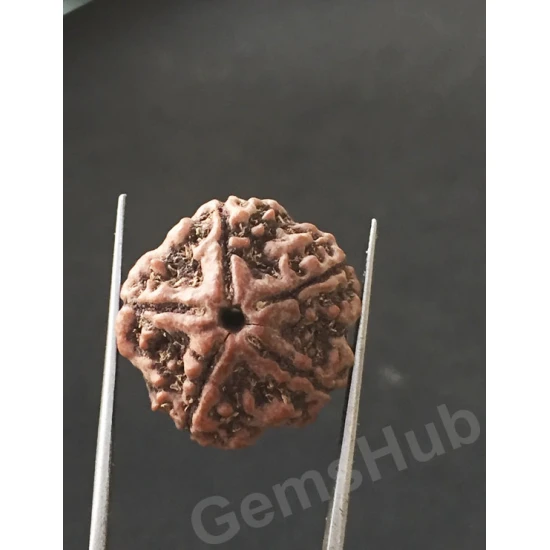 5 Mukhi Certified Nepali Rudraksha 5 Mukhi Certified Nepali Rudraksha