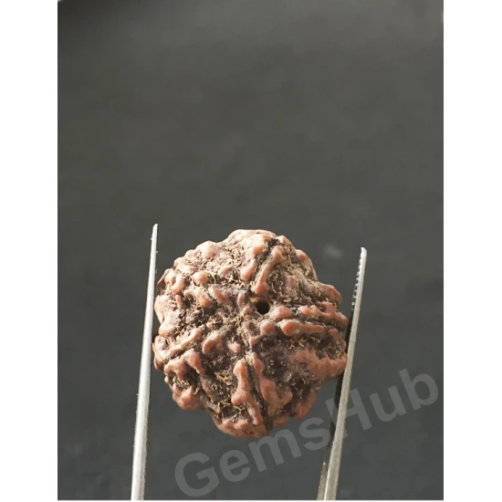 5 Mukhi Certified Nepali Rudraksha 5 Mukhi Certified Nepali Rudraksha