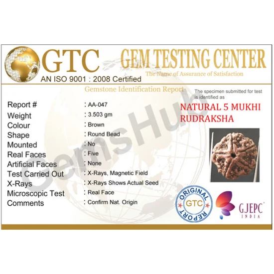 5 Mukhi Certified Nepali Rudraksha 5 Mukhi Certified Nepali Rudraksha