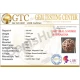 5 Mukhi Certified Nepali Rudraksha 5 Mukhi Certified Nepali Rudraksha