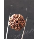 5 Mukhi Certified Nepali Rudraksha 5 Mukhi Certified Nepali Rudraksha