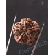5 Mukhi Certified Nepali Rudraksha 5 Mukhi Certified Nepali Rudraksha