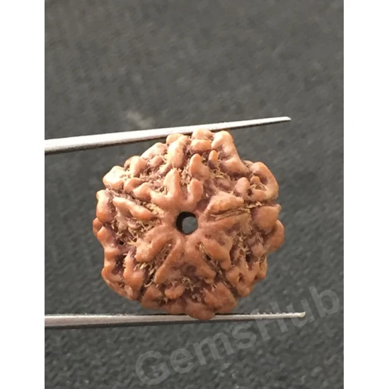 5 Mukhi Certified Nepali Rudraksha 5 Mukhi Certified Nepali Rudraksha