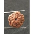 5 Mukhi Certified Nepali Rudraksha 