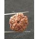 5 Mukhi Certified Nepali Rudraksha 5 Mukhi Certified Nepali Rudraksha