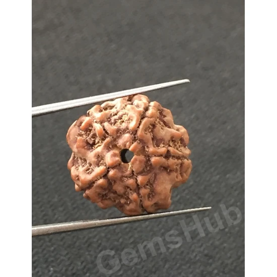 5 Mukhi Certified Nepali Rudraksha 5 Mukhi Certified Nepali Rudraksha