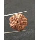 5 Mukhi Certified Nepali Rudraksha 5 Mukhi Certified Nepali Rudraksha