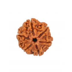 6 Mukhi Nepali Certified Rudraksha