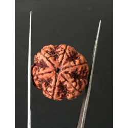 6 Mukhi Nepali Certified Rudraksha Size- 28.00mm