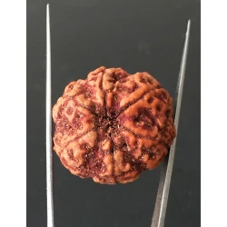 6 Mukhi Nepali Certified Rudraksha Size- 28.00mm